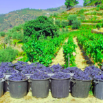 Screenshot 2026-04-08 092606